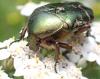 Cetonia aurata